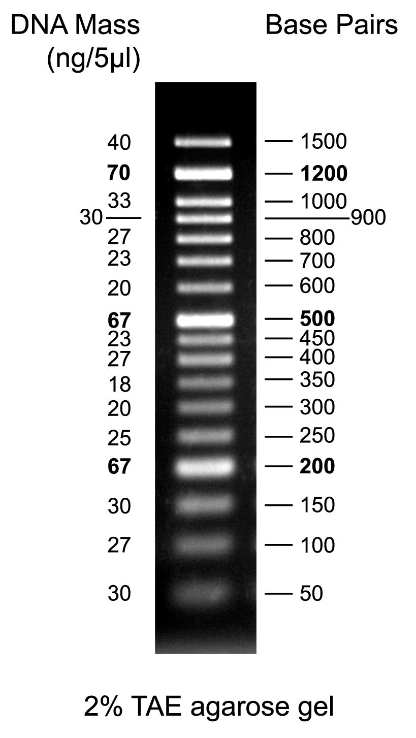 50bp DNA Marker